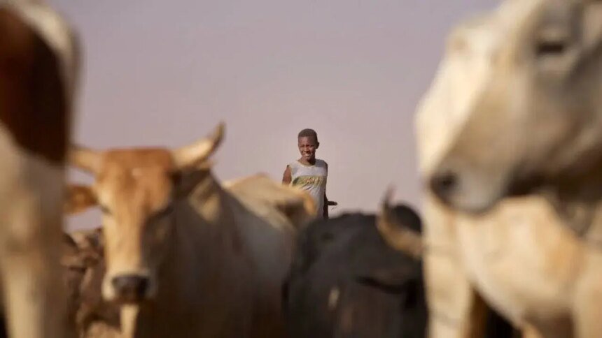 12 muertos en enfrentamientos por robo de ganado en Sudán del Sur