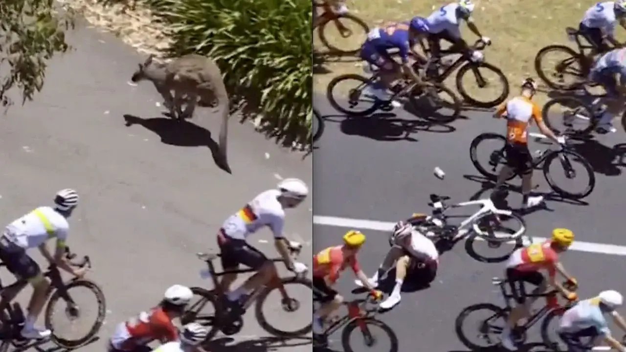 Canguro irrumpe en carrera australiana y derriba a varios ciclistas