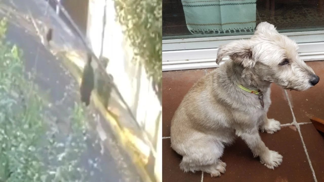 Muerte de mascota de Quadri reaviva debate sobre correa en la CDMX