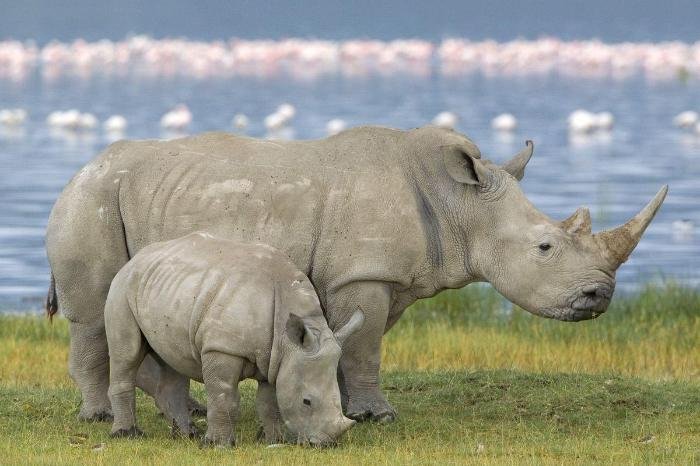 Rinocerontes blancos reintroducidos en Parque Nacional Ziwa, Uganda tras cuatro décadas