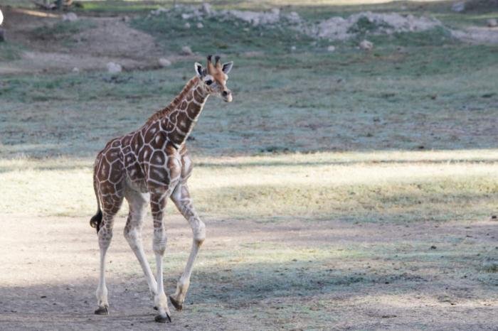 Zoológico de Morelia nombra a su nueva jirafita Luciano