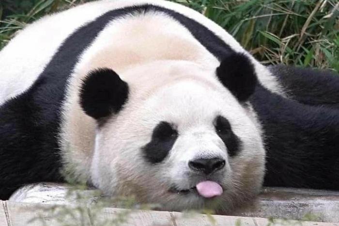 Zoológicos japoneses despiden a los dos últimos pandas rumbo a China