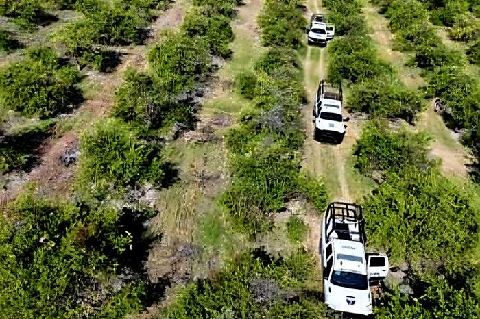 Desactivan explosivos en huerta limonera de Apatzingán, Michoacán; sin lesionados