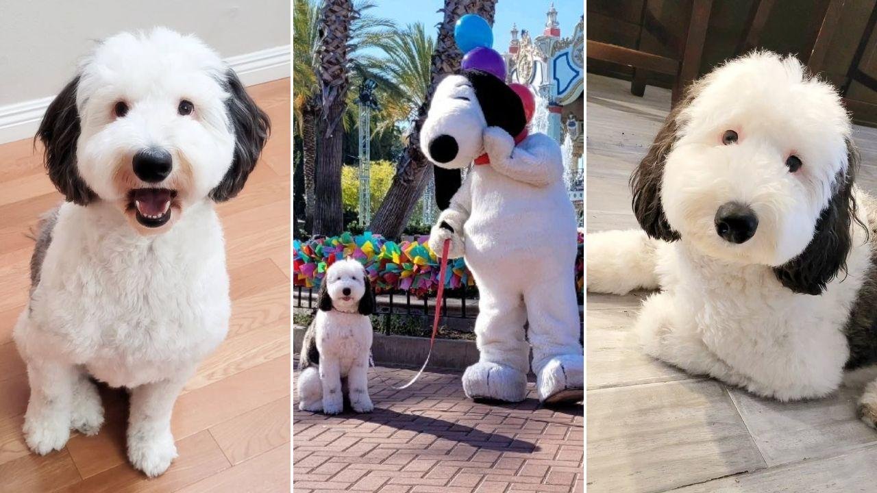 Encuentran perro idéntico a Snoopy en video viral