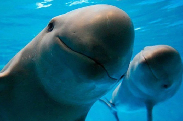 México impulsa conservación efectiva de la vaquita marina en Sonora