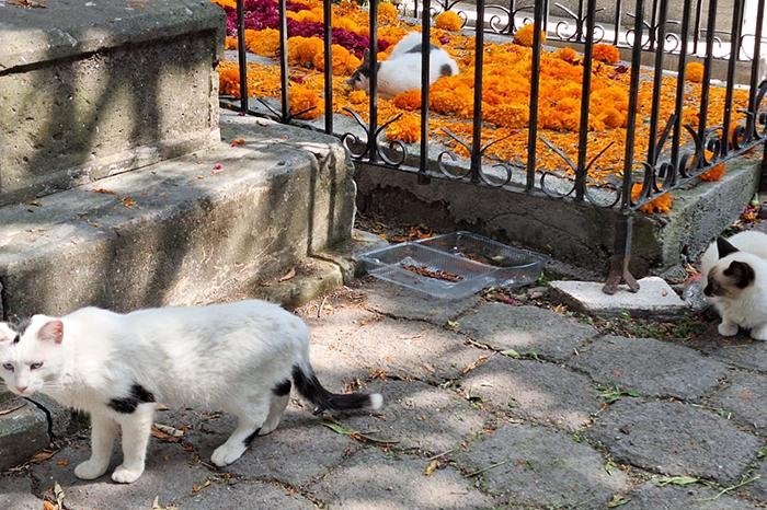 Minerva Bautista impulsa cuidado y protección de gatos en panteón de Morelia