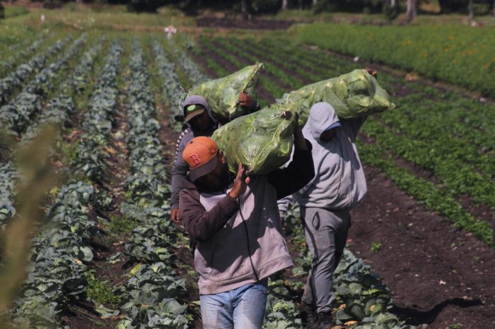 Productividad agrícola baja y dependencia de importaciones preocupan en México