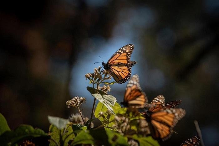 Sectur anuncia temporada de Mariposa Monarca en Michoacán