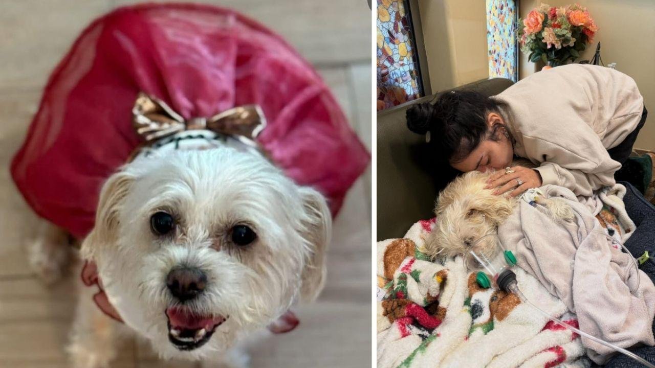 Vanessa Hudgens comparte despedida tras eutanasia de su perrita