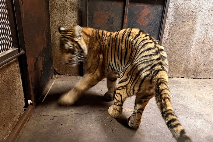 Zoológico de Morelia resguarda felinos rescatados en Jiquilpan, Michoacán