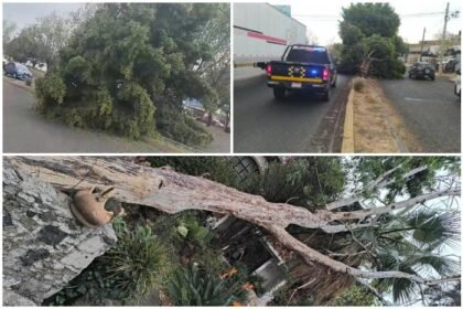 Morelia: rachas de viento derriban cuatro árboles; no hay lesionados