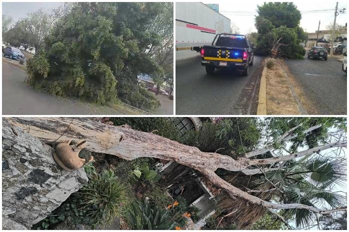 Morelia: rachas de viento derriban cuatro árboles; no hay lesionados