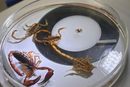 SSG confirma abasto suficiente de suero antialacránico en el estado