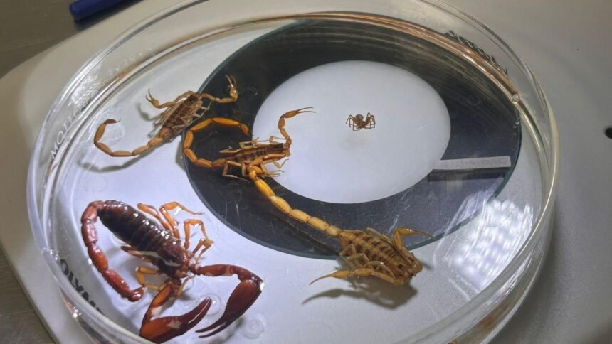 SSG confirma abasto suficiente de suero antialacránico en el estado