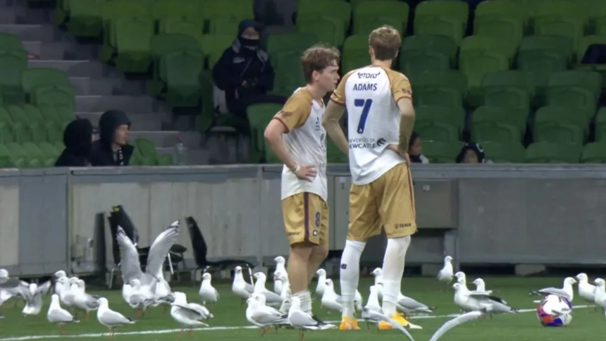 Gaviotas interrumpen partido de fútbol en un inesperado giro final Contacto