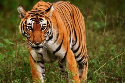 Tigre provoca pánico en circo de Rusia tras saltar al público Contacto