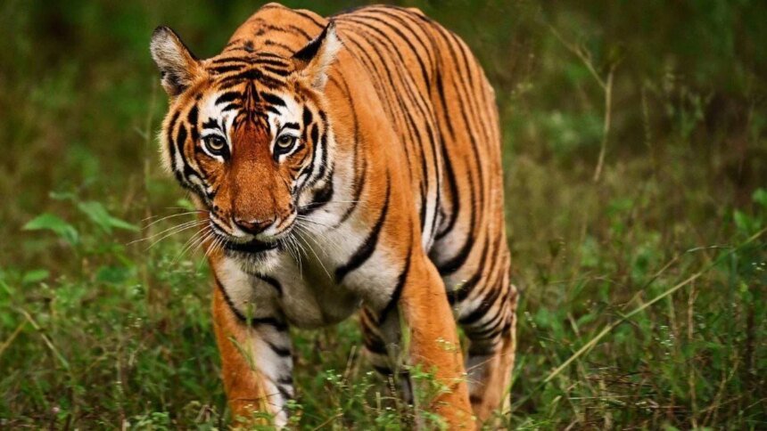 Tigre se abalanza sobre el público en circo de Rusia, provoca caos Contacto
