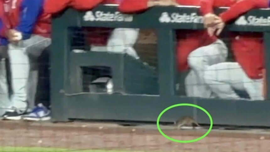 Una rata sorprende a jugadores y aficionados durante partido de MLB en Chicago Contacto
