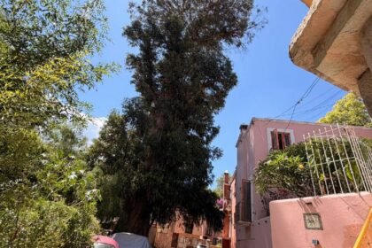Guanajuato: Urgen poda de eucalipto de 130 años en Pastita