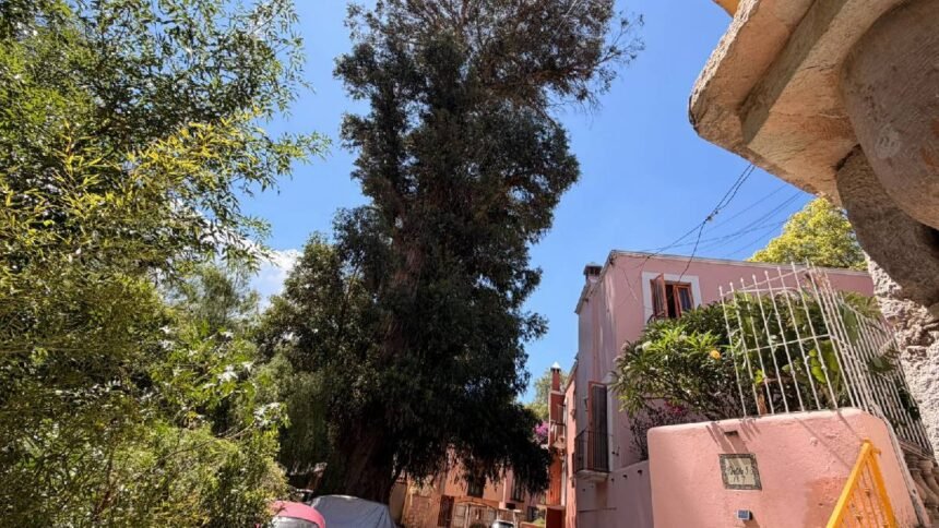 Guanajuato: Urgen poda de eucalipto de 130 años en Pastita