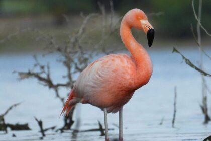 León, Gto.: Frida vuelve al Parque Metropolitano, un respiro para las aves