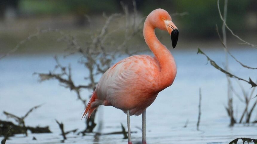 León, Gto.: Frida vuelve al Parque Metropolitano, un respiro para las aves