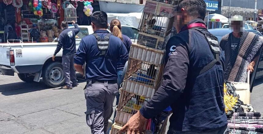 Celaya, Gto.: Lucha contra la venta ilegal de mascotas y fauna