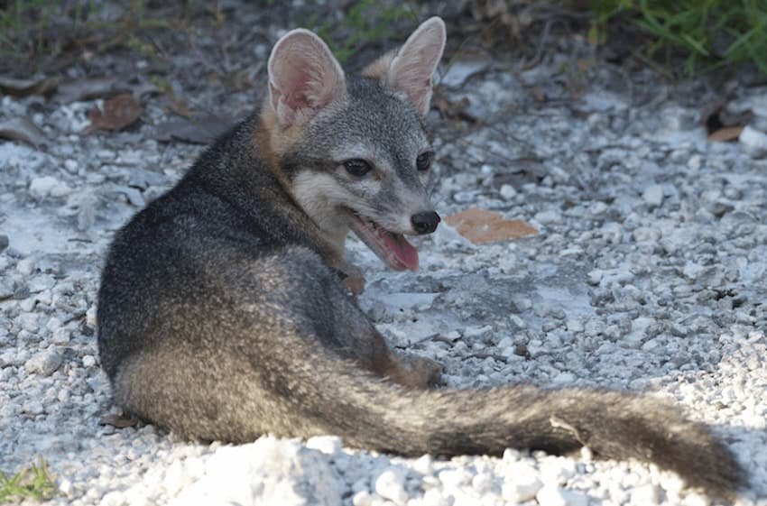 Cozumel’s Dwarf Fox Returns: A Hopeful Second Chance for Wildlife