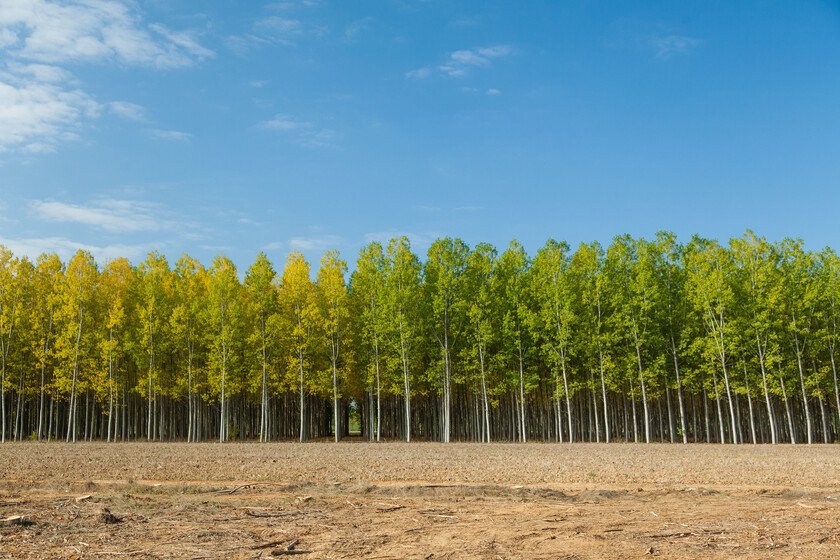 Descubre cómo el árbol de los huevos de oro impacta tu vida diaria
