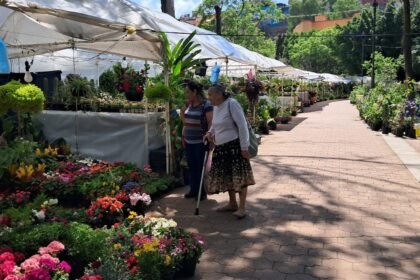 Guanajuato Capital: Costos de permisos para floricultores locales