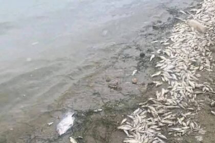 Guanajuato Capital: Impacto de peces muertos en la Presa de la Purísima