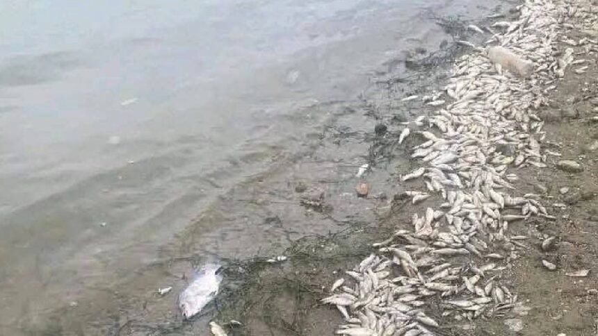 Guanajuato Capital: Impacto de peces muertos en la Presa de la Purísima