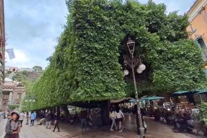 Guanajuato Capital: Plaga de escama roja afecta árboles del Jardín Unión