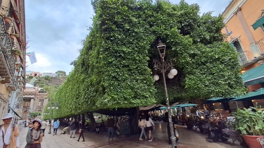 Guanajuato Capital: Plaga de escama roja afecta árboles del Jardín Unión