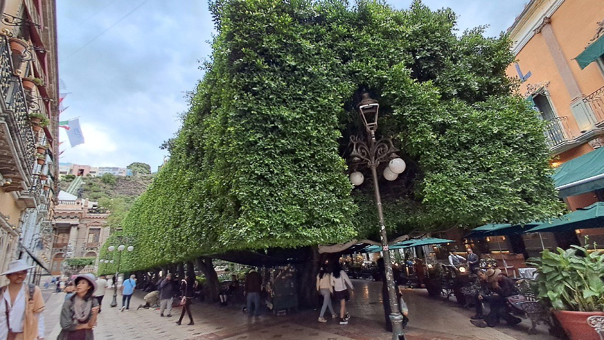 Guanajuato Capital: Plaga de escama roja afecta árboles del Jardín Unión