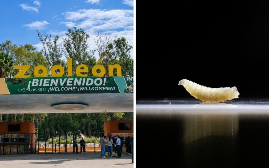 Gusano barrenador impacta la vida silvestre en México y su zoológico