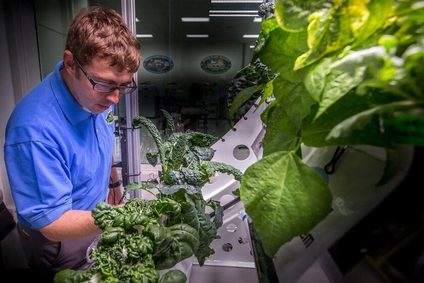 Lechugas cultivadas en el espacio: nuevo riesgo para nuestra salud