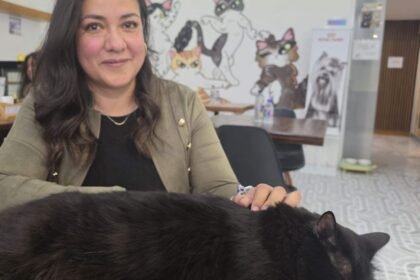 León, Gto.: Il Gato Cafetería apoya a gatitos rescatados y al medio ambiente