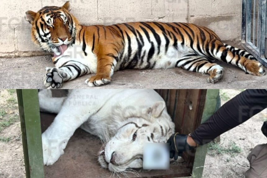 México: FGR rescata tigres y ocelote tras denuncia en [estado]