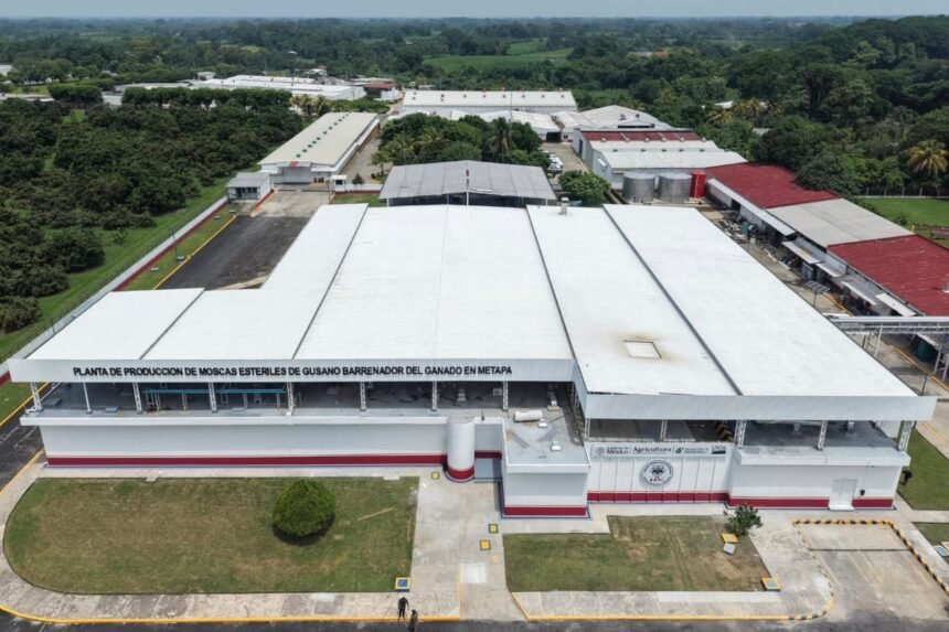 México: Nueva planta en Chiapas combate el gusano barrenador y beneficia familias