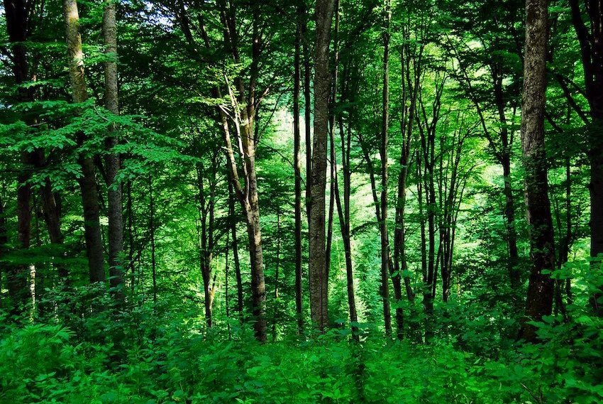 Mexico Secures $500M to Decarbonize Industry and Protect Families