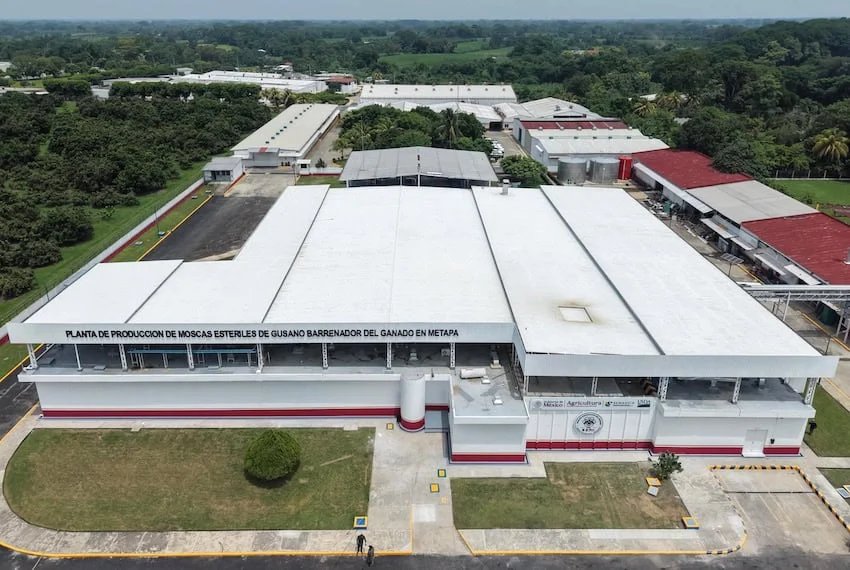 Mexico's Sterile Fly Facility in Chiapas Aims to Boost Agriculture