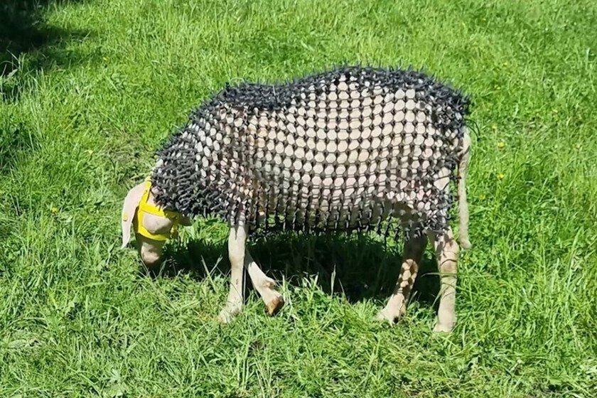 Ovejas acorazadas: la nueva defensa innovadora en la guerra contra lobos