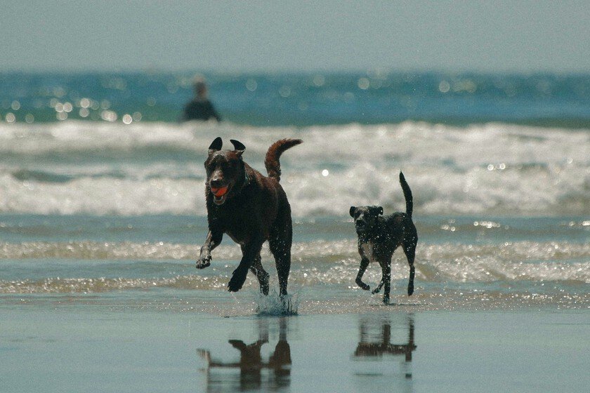 Playas de España mejoran para 15 millones de mascotas: Cambios a la vista