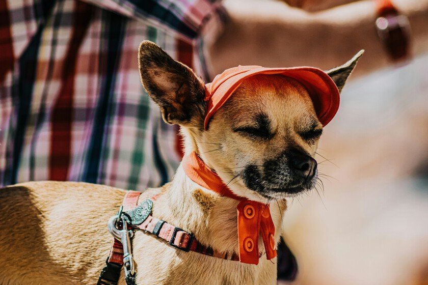 Protege a tus mascotas del calor extremo con estos consejos útiles