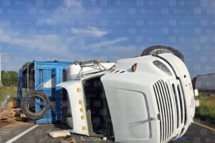 Celaya, Gto.: Tráiler vuelca con 240 borregos tras intentar asalto