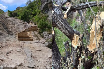 Guanajuato Capital: Indignación por obras y tala en nuestra ciudad