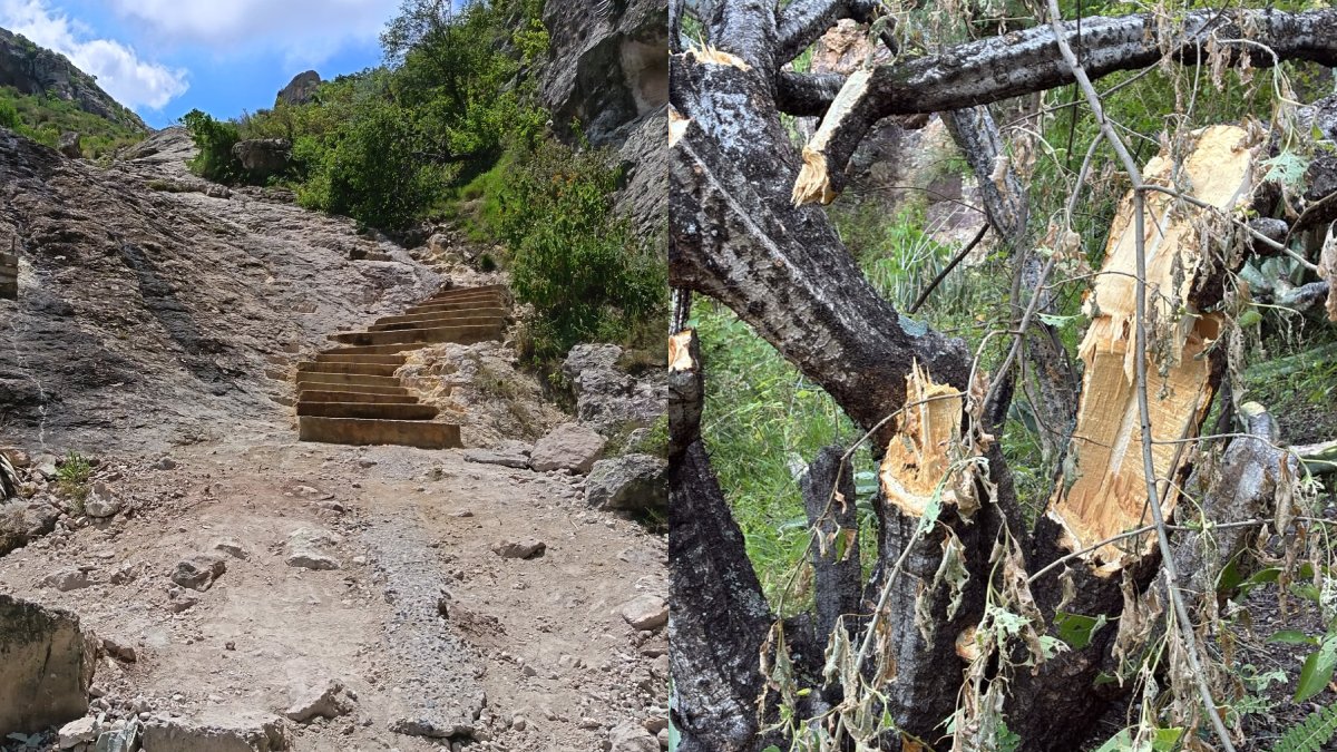 Guanajuato Capital: Indignación por obras y tala en nuestra ciudad
