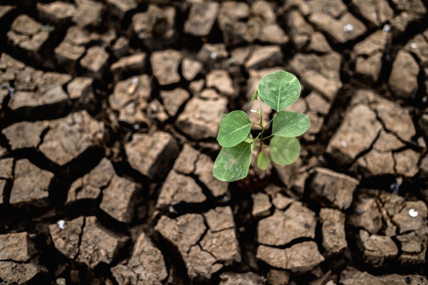 Impacto del cambio climático: cultivos en riesgo para 2100