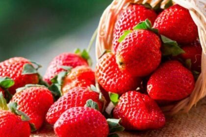 León, Gto.: Berries, brócoli y lechuga fortalecen la producción local